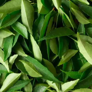 curry leaves substitute