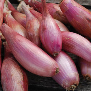 Scallions vs Shallots