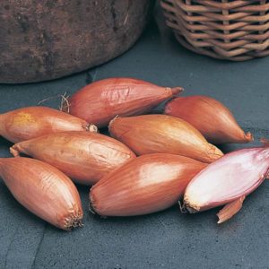 Shallot vs Green Onion